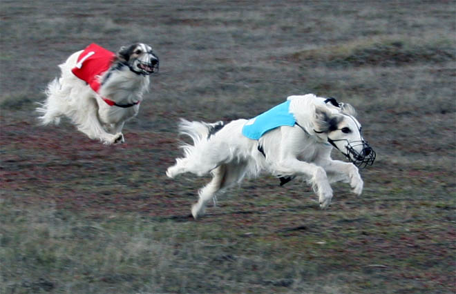 Strider and Isis race practice - winter in PasoRobles