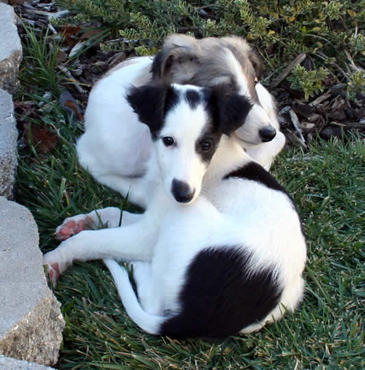 8 week old Elessar Puppies
